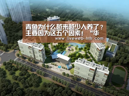 青鱼为什么越来越少人养了?主要因为这五个因素!“华体会”(图1) 青鱼为什么越来越少人养了?主要因为这五个因素!“华体会”(图1)