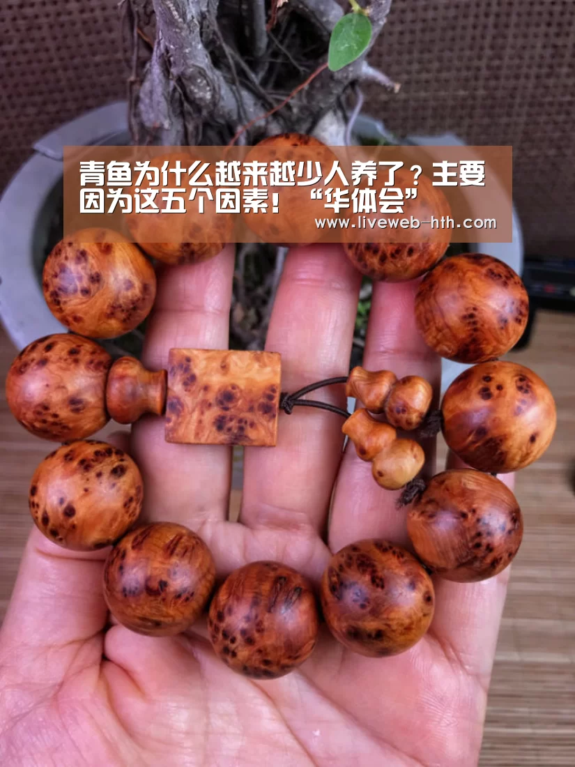 青鱼为什么越来越少人养了?主要因为这五个因素!“华体会”(图3) 华体会